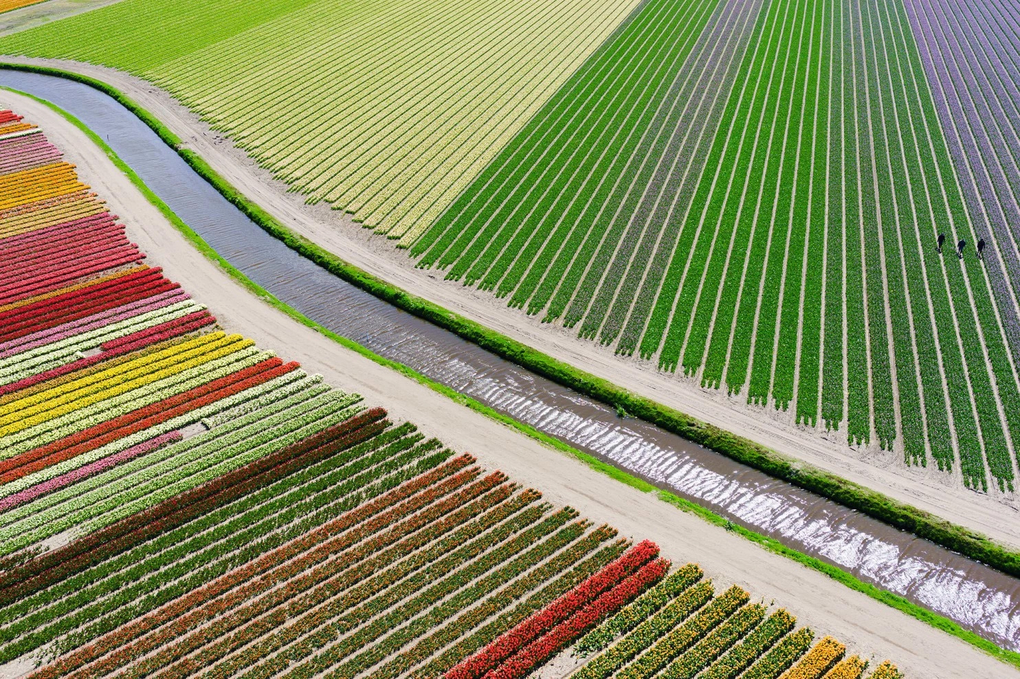 tulips.jpg