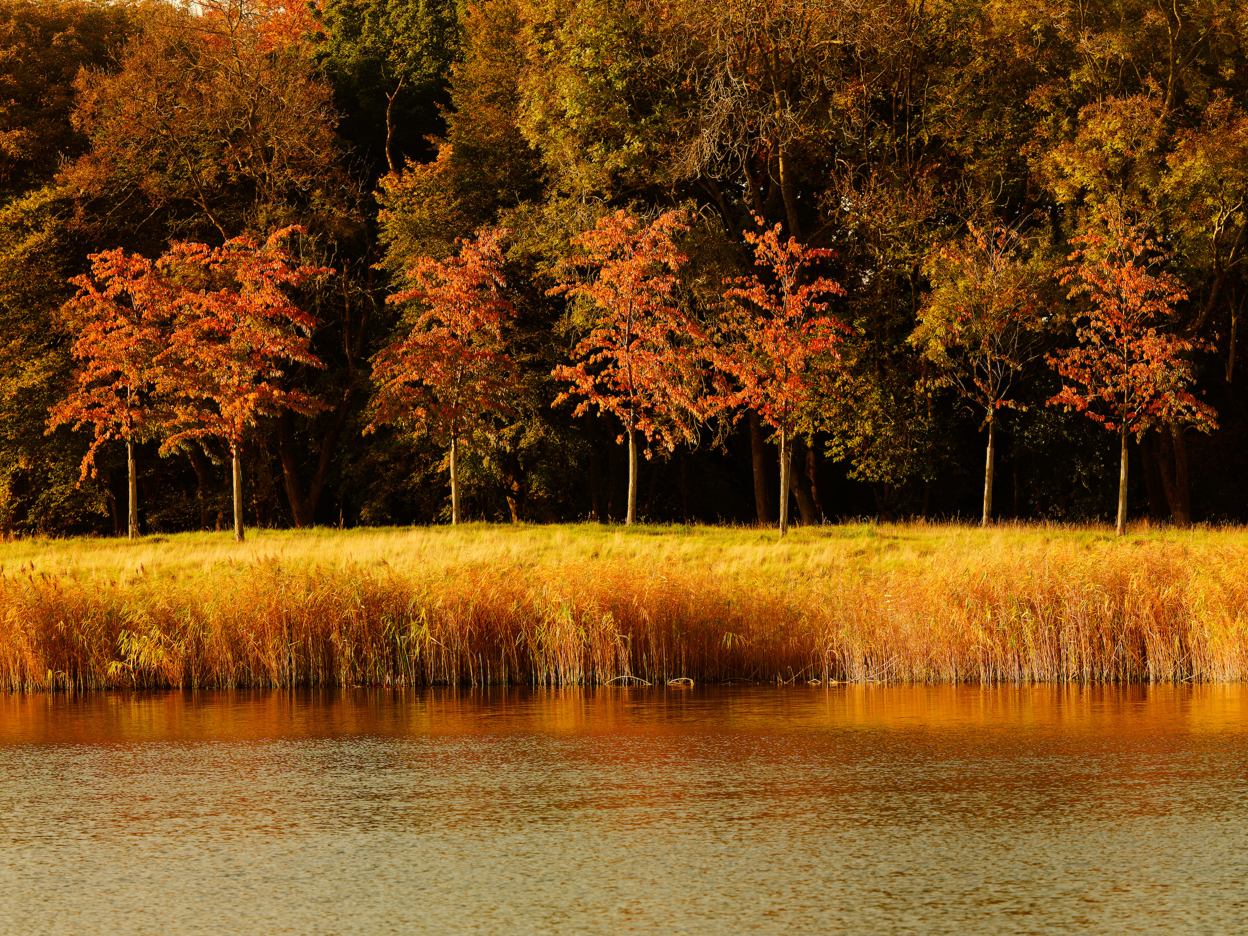 Lake With Trees.jpg