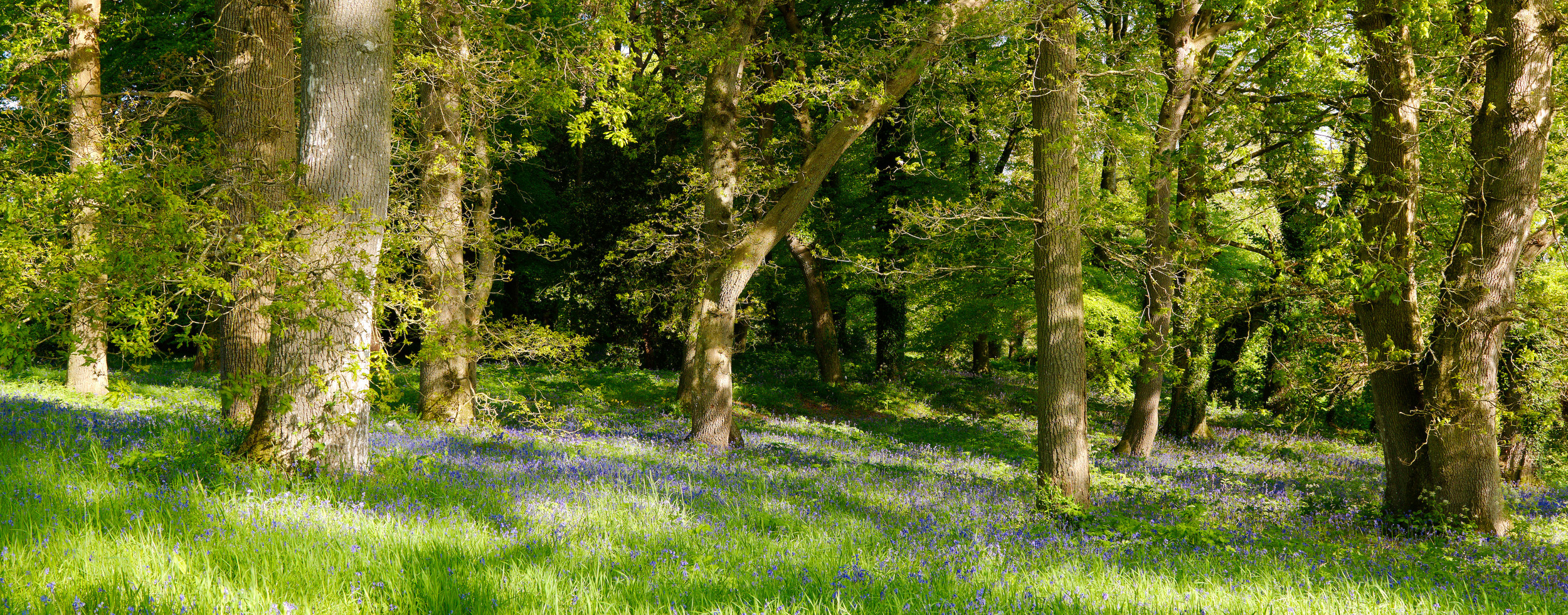 Mount_Juliet_Bluebell_Forest.jpg