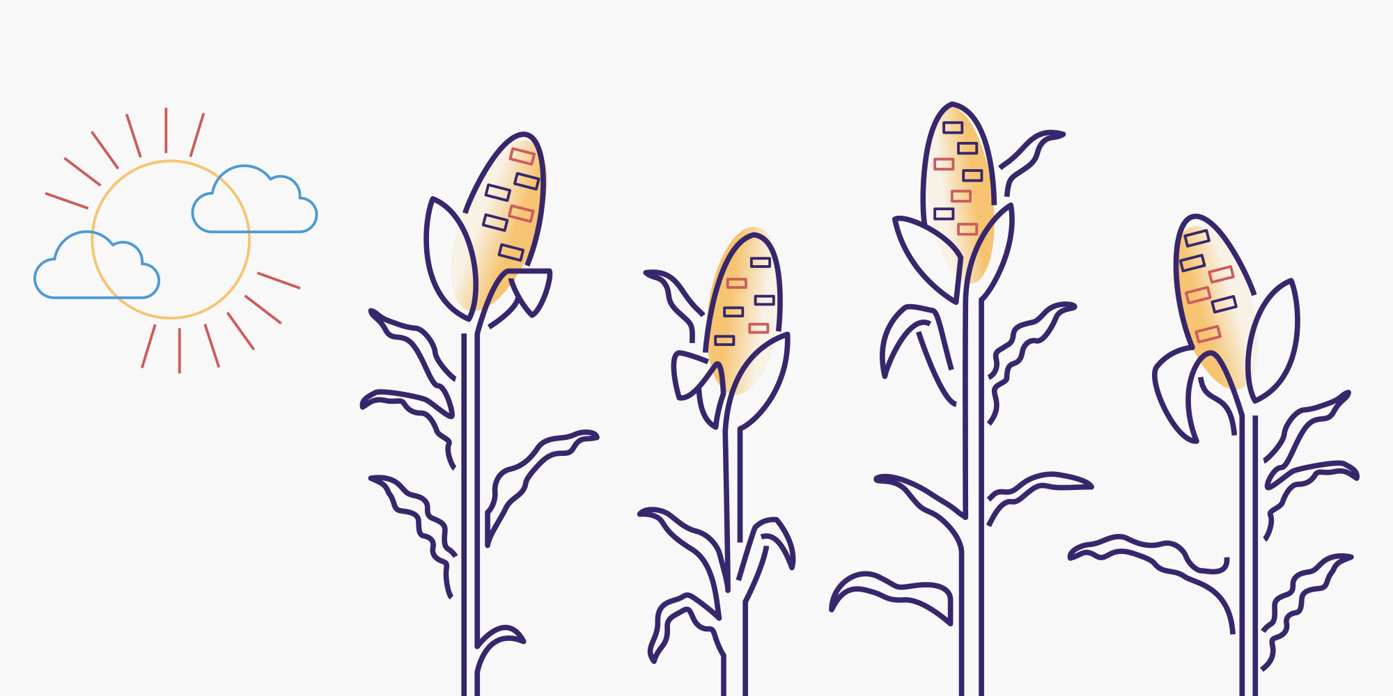 Cetera_Cornfield.jpg
