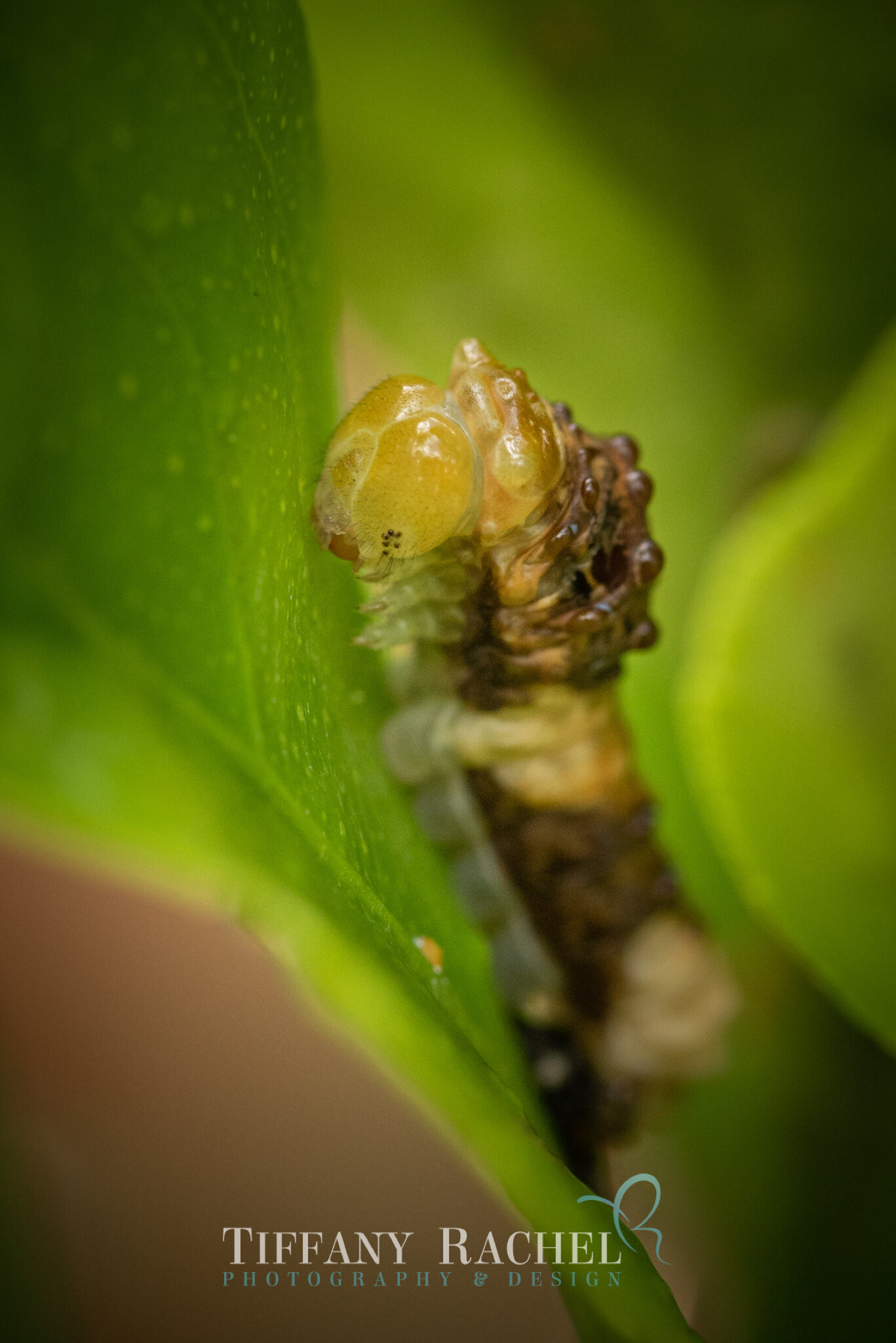 Tiniest Baby Giant Swallowtail Caterpillar