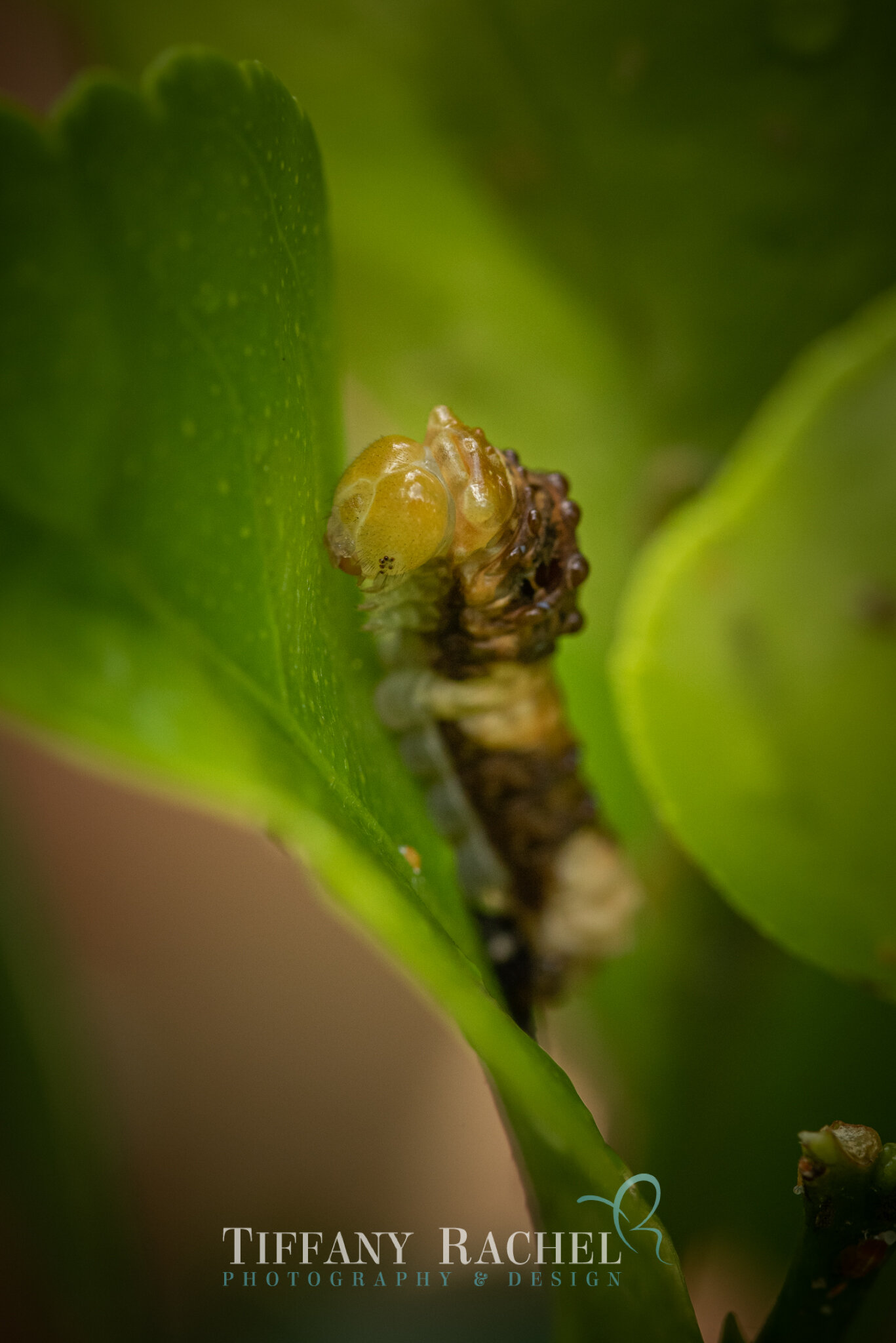 Tiniest Baby Giant Swallowtail Caterpillar