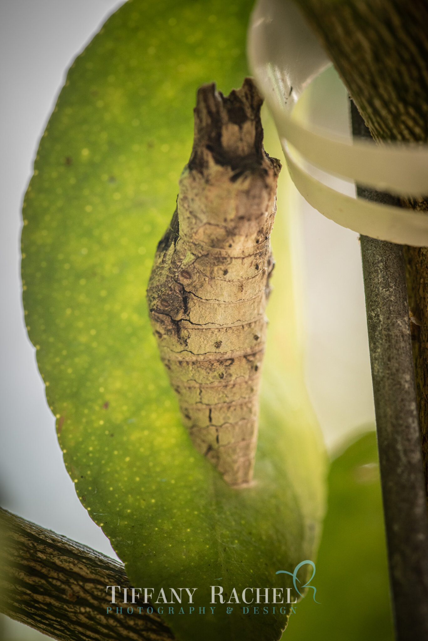 Giant Swallowtail Chrysalis