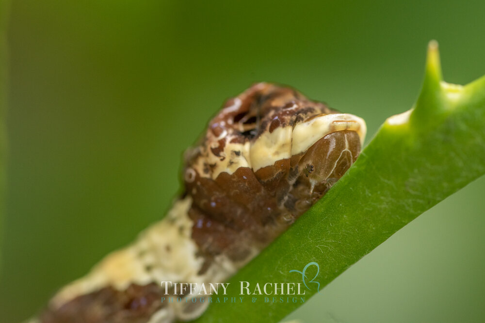Sleeping Giant Swallowtail Caterpillar, fully grown on the Lime tree
