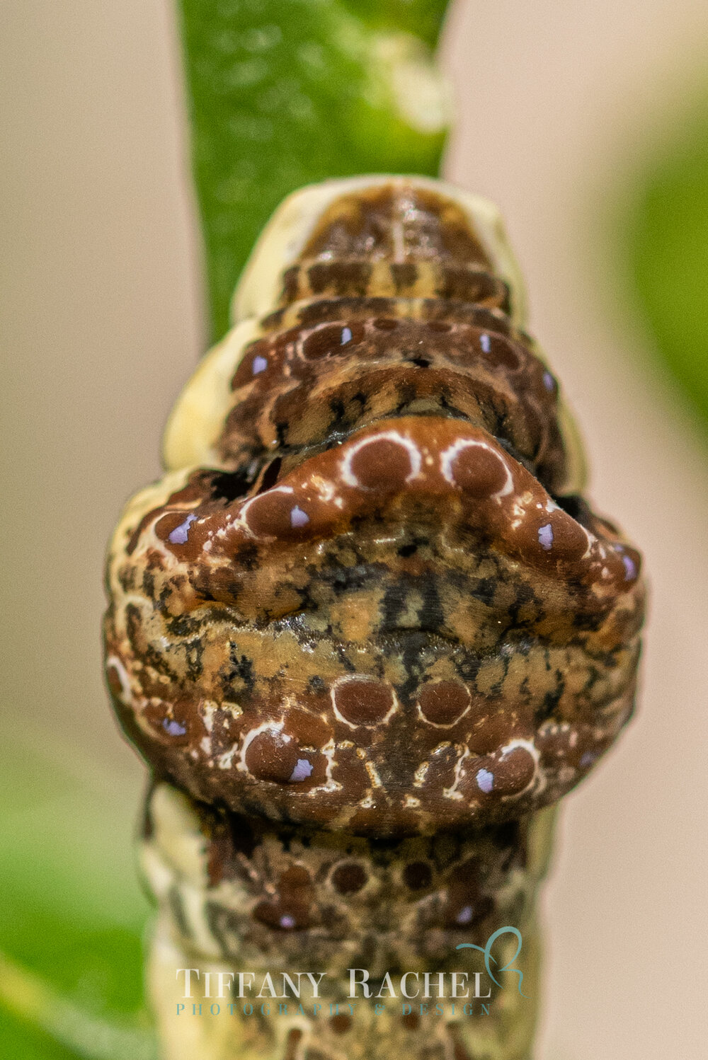 Back of a Giant Swallowtail Caterpillar, fully grown on the Lime tree