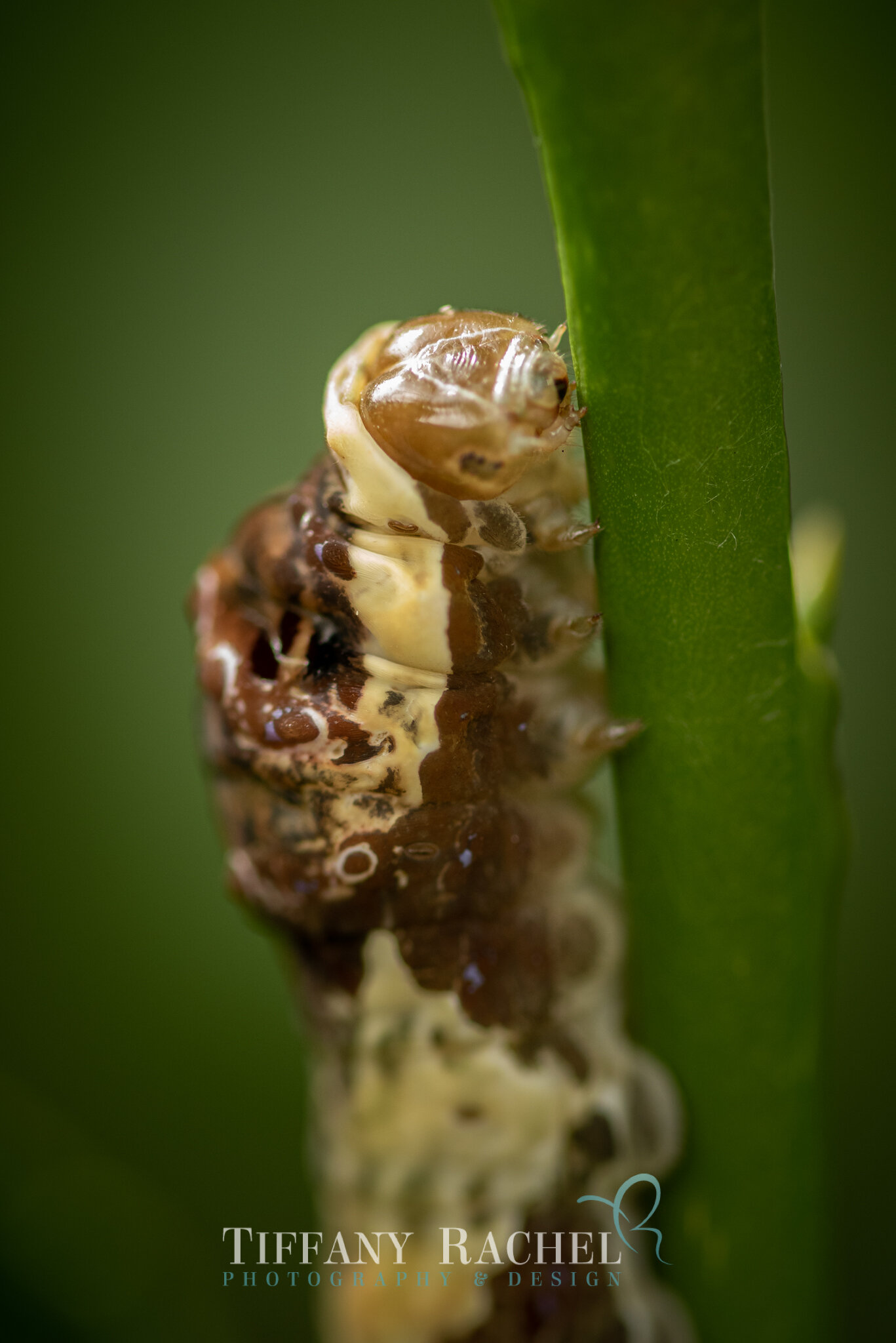 Giant Swallowtail Caterpillar, fully grown on the Lime tree