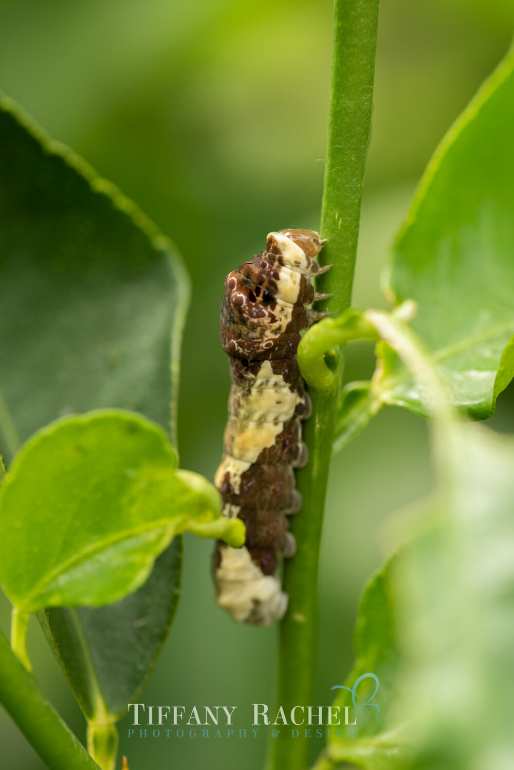 Giant Swallowtail Caterpillar, fully grown on the Lime tree