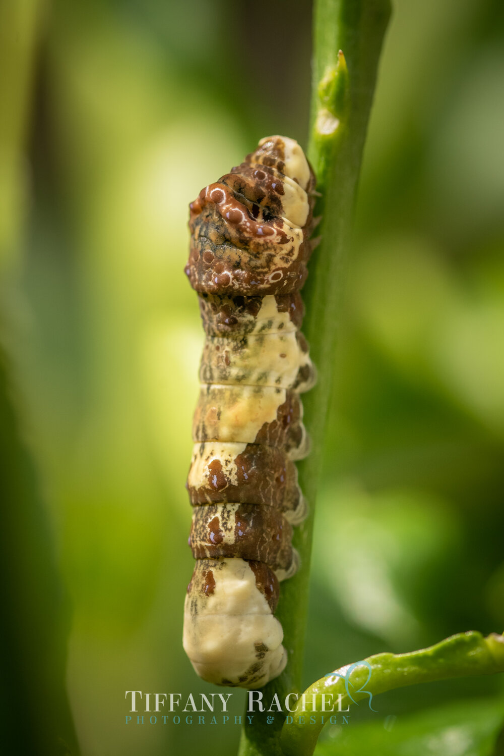 Giant Swallowtail Caterpillar, fully grown on the Lime tree