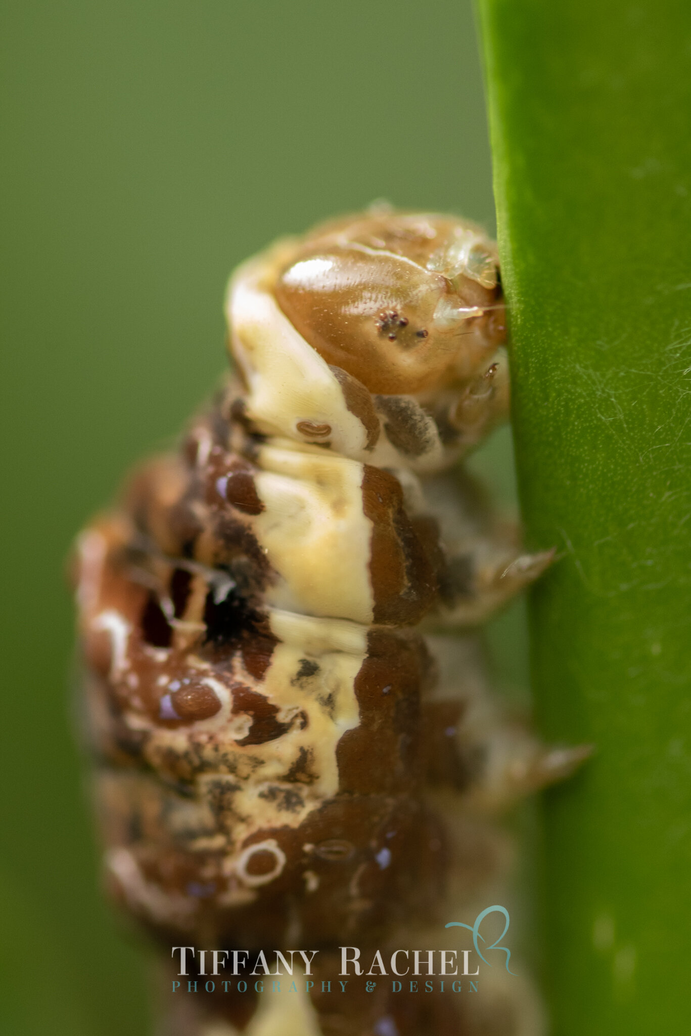 Tiniest Baby Giant Swallowtail Caterpillar