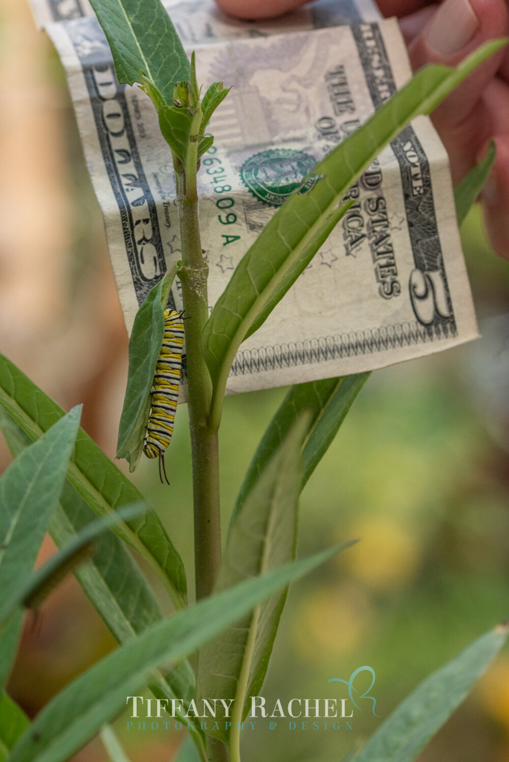 Baby Monarch Caterpillar on Milkweed