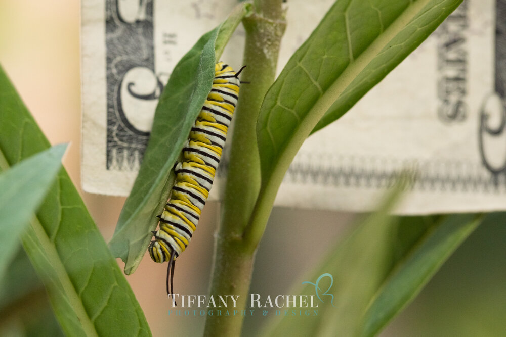 Baby Monarch Caterpillar on Milkweed