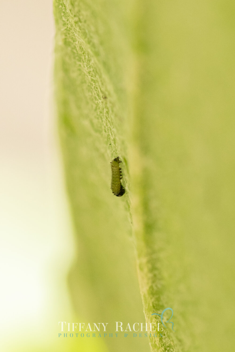 1st Instar Monarch Caterpillar on Milkweed
