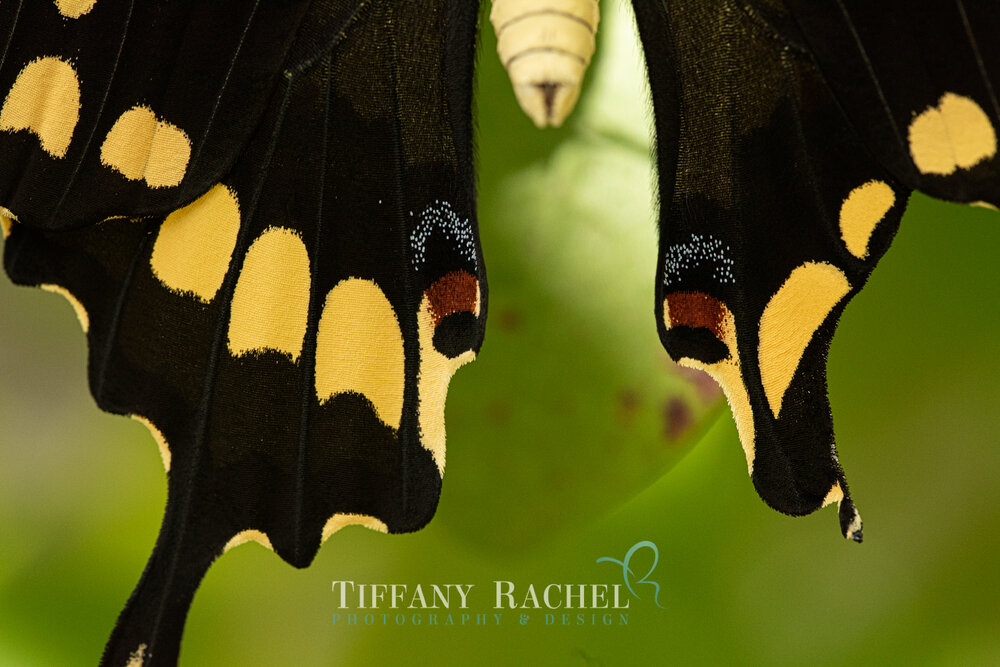 Macro photography of Giant Swallowtail Eyes Closeup Black and Yellow Wings Broken Wingtip
