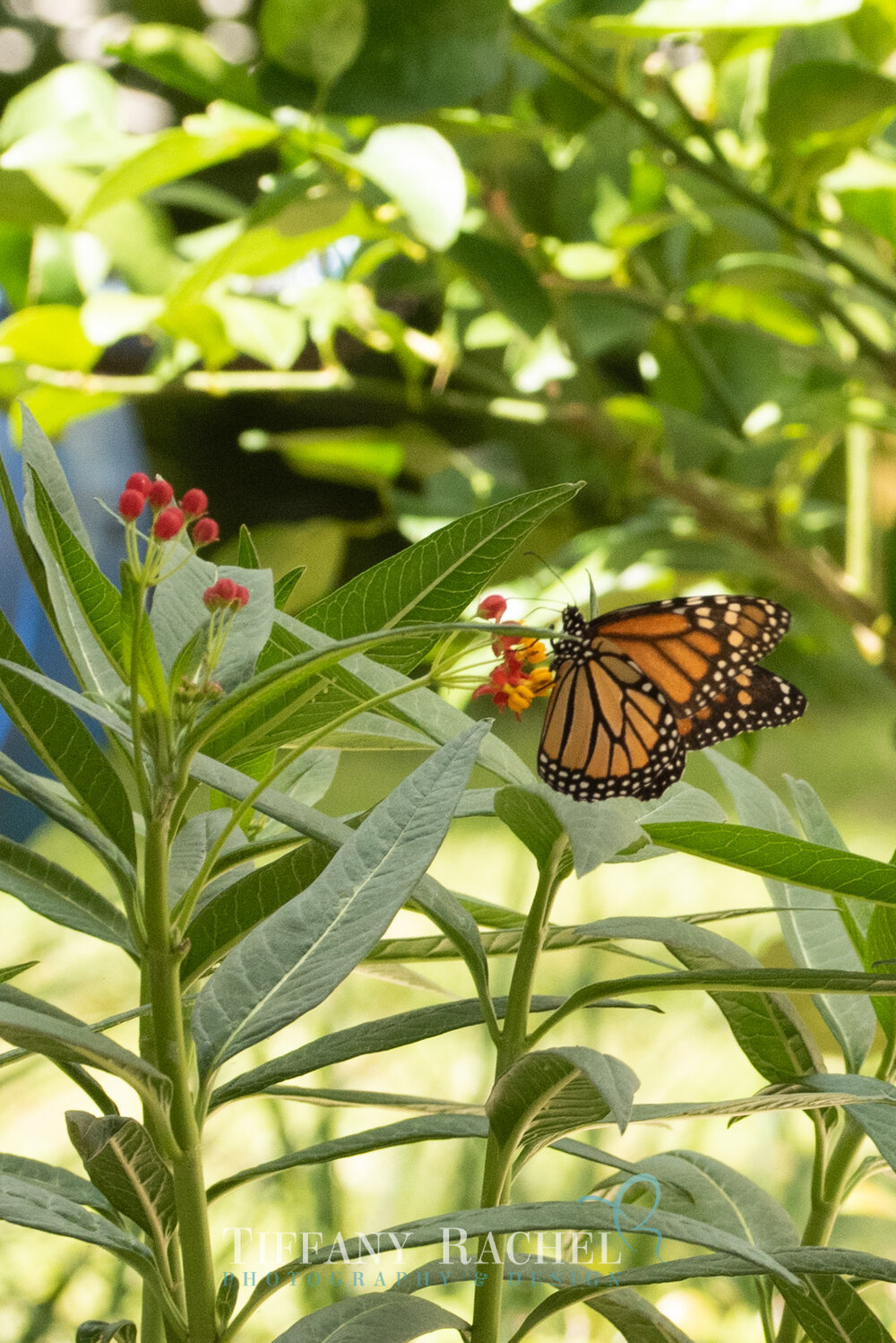 Monarch Butterfly on Tropical Milkweed in South Florida