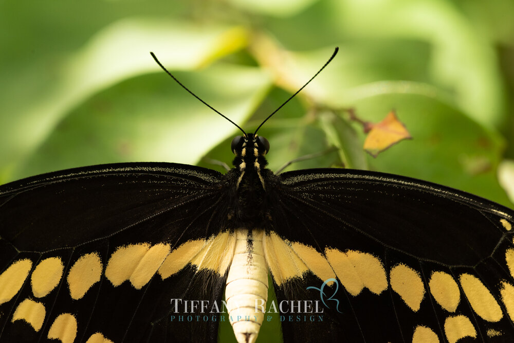 Macro photography of Giant Swallowtail Eyes Closeup Black and Yellow Wings