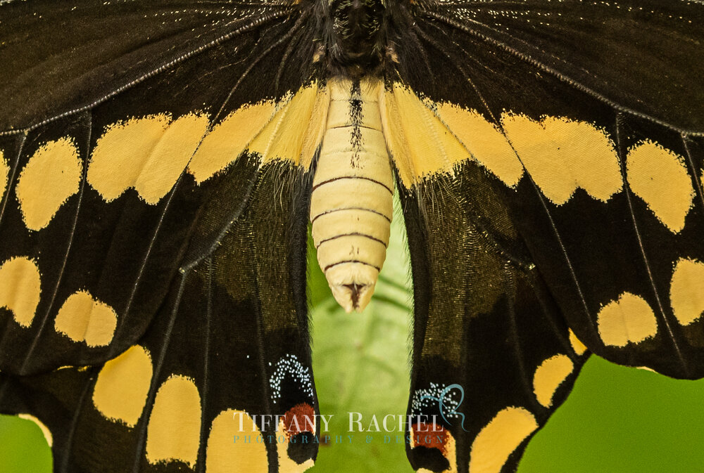 Macro photography of Giant Swallowtail Eyes Closeup Black and Yellow Wings Abdomen Thorax