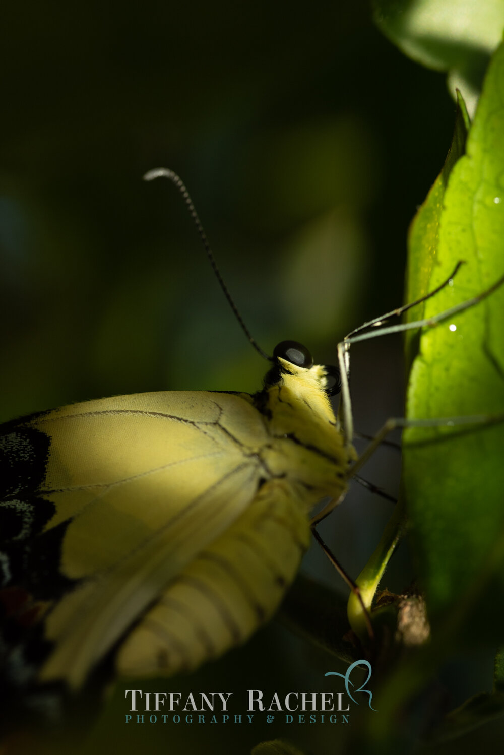 Macro photography of Giant Swallowtail Eyes Closeup Black and Yellow Wings