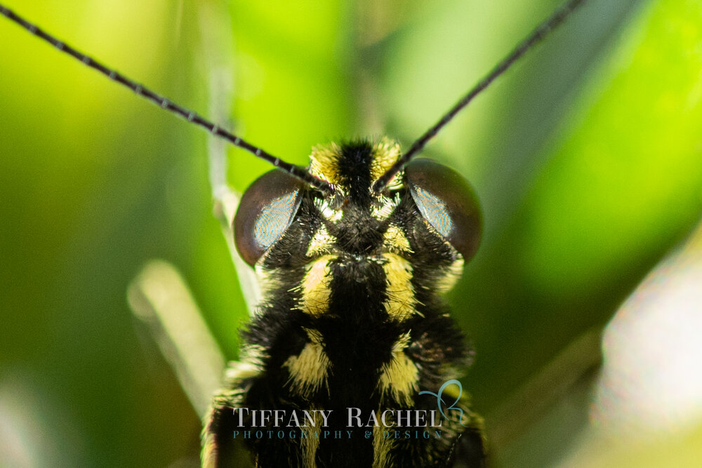 Super closeup macro photography of Giant Swallowtail Eyes Head and Antennae on Persian Lime Tree in South Florida