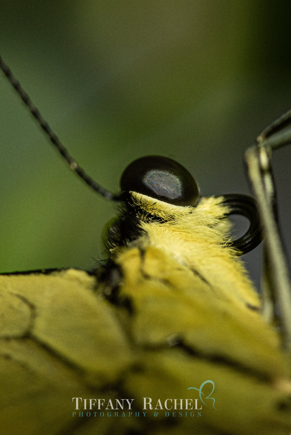 Super closeup macro photography of Giant Swallowtail Eyes Head and Antennae on Persian Lime Tree in South Florida