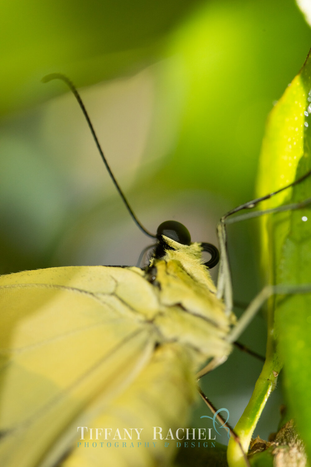 Super closeup macro photography of Giant Swallowtail Eyes Head and Antennae on Persian Lime Tree in South Florida