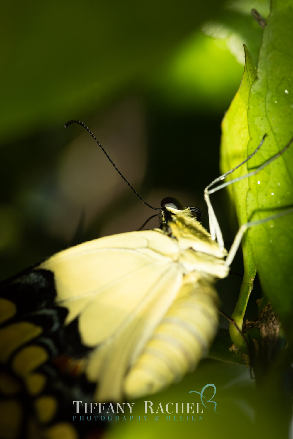 Super closeup macro photography of Giant Swallowtail with Yellow Wings, Black Eyes Head and Antennae on Persian Lime Tree in South Florida 