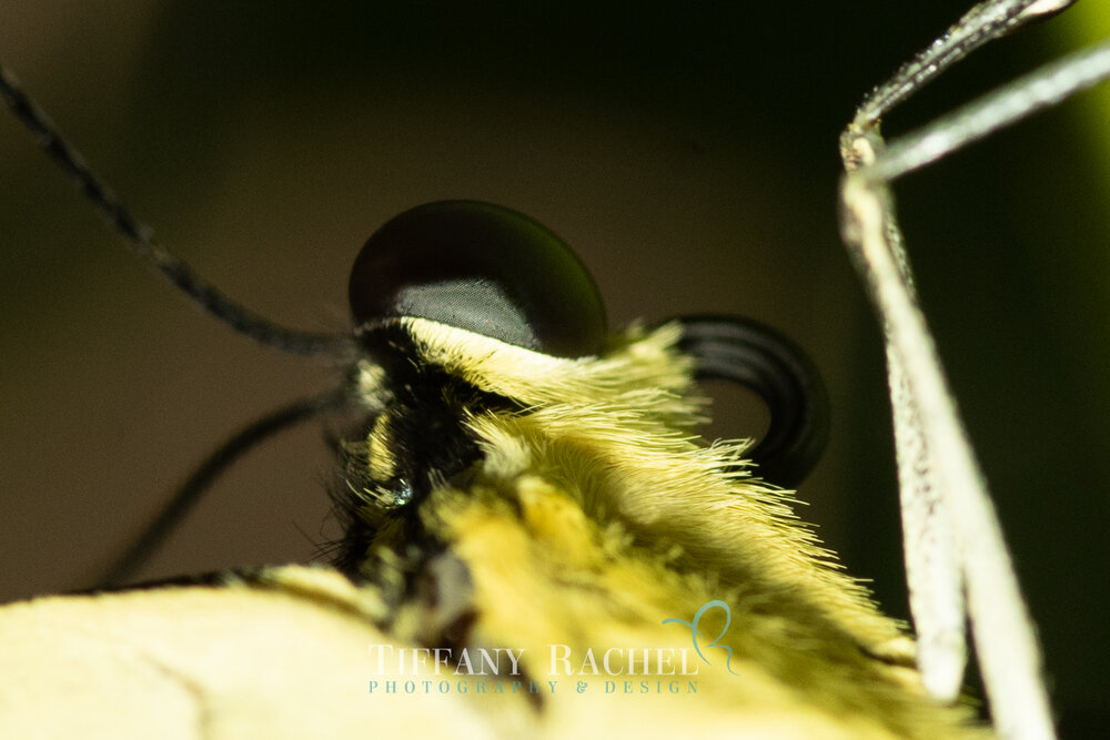 Super closeup macro photography of Giant Swallowtail Eyes Head and Antennae on Persian Lime Tree in South Florida
