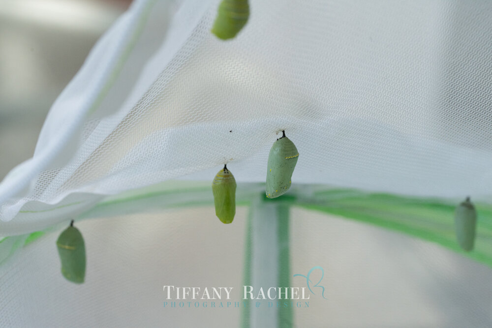 Lot of 8 Monarch Chrysalis hanging in a net habitat, South Florida