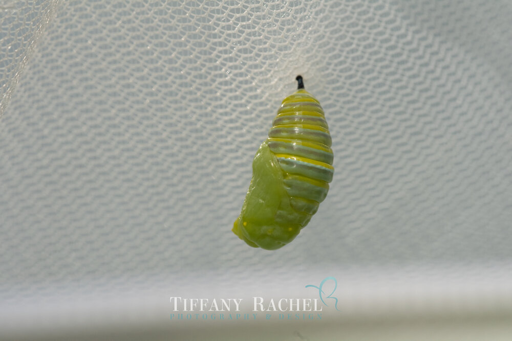 Fresh Monarch Chrysalis just newly formed, Day 1