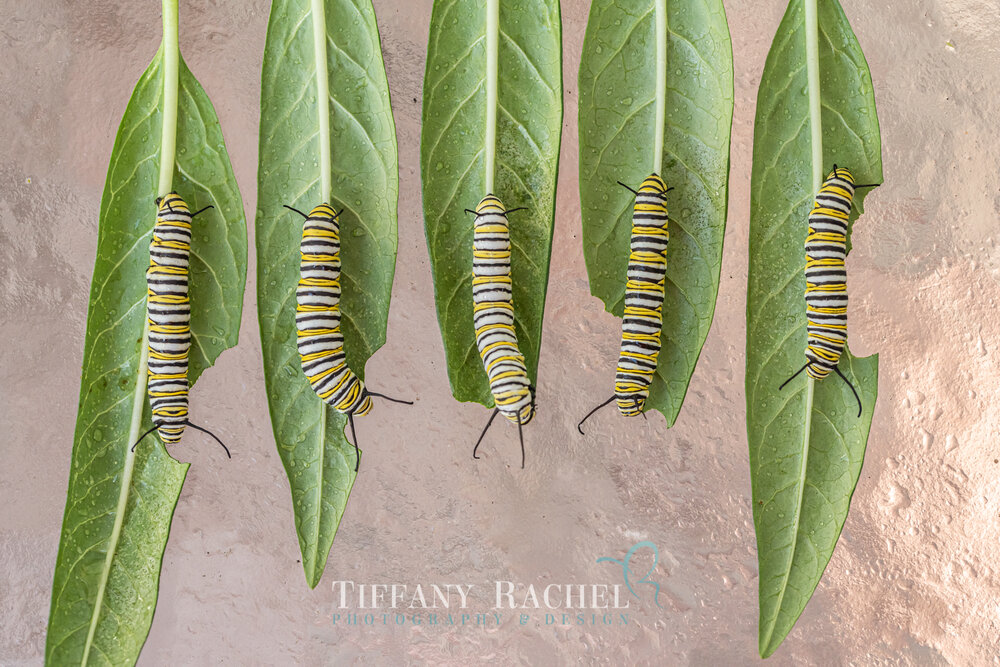 Row of 5 Monarch Caterpillars a day before making their J's and turning into Chrysalis
