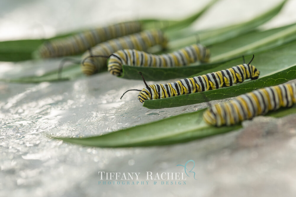 Row of 5 Monarch Caterpillars a day before making their J's and turning into Chrysalis
