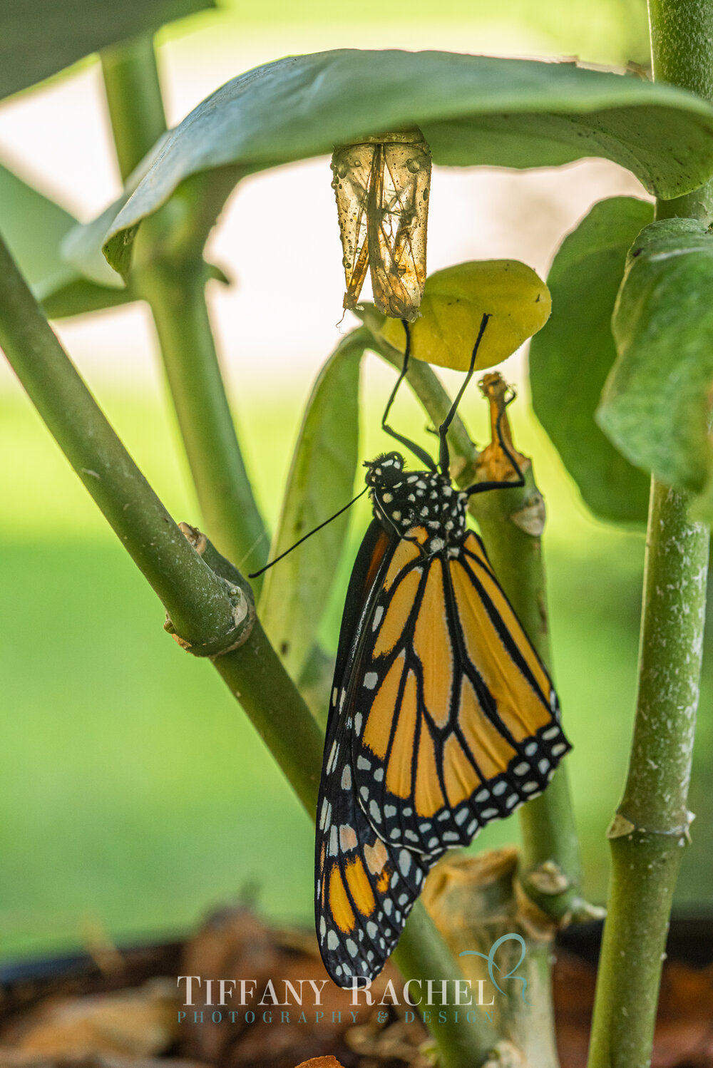 Newly emerged Monarch Butterfly staying by his Chrysalis under a Giant Milkweed leaf