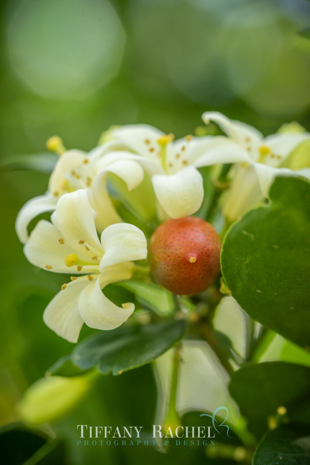 Nightblooming Jasmine flower petals and seed