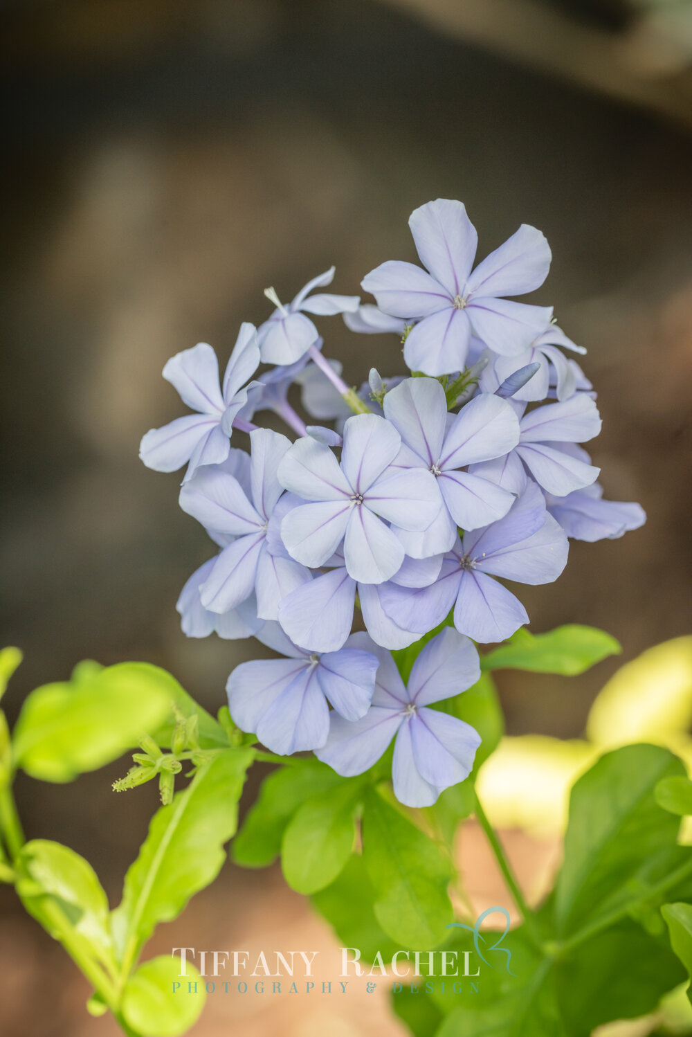 Blue Imperial Plumgago flowers