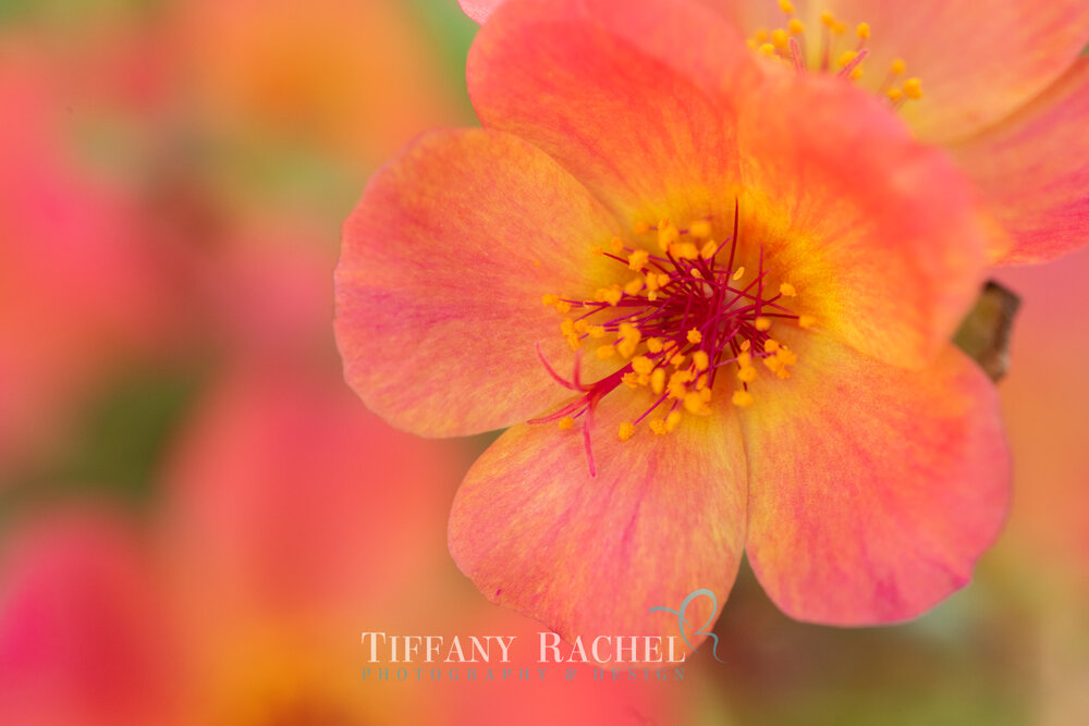 Flowering Succulent Bright Yellow and Pink Ombre Purslane