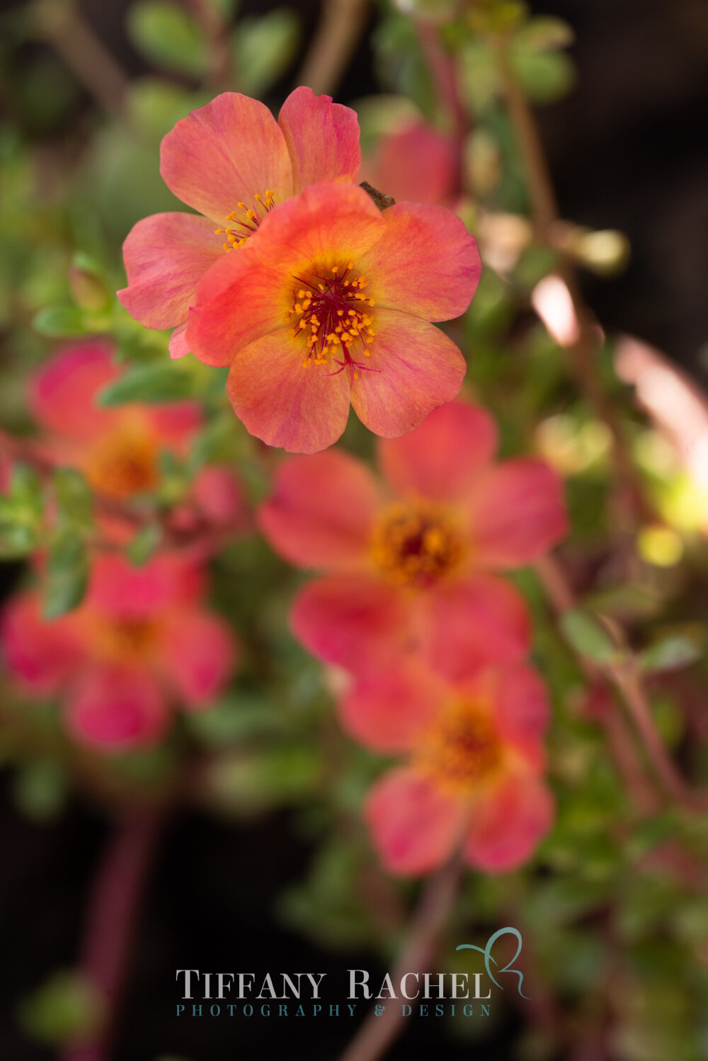 Flowering Succulent Bright Yellow and Pink Purslane