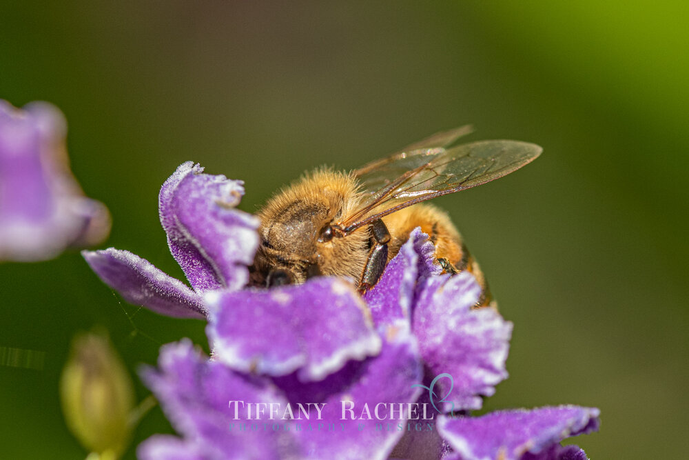 Honey Bumble Bee on Purple Indigo Duranta flowers