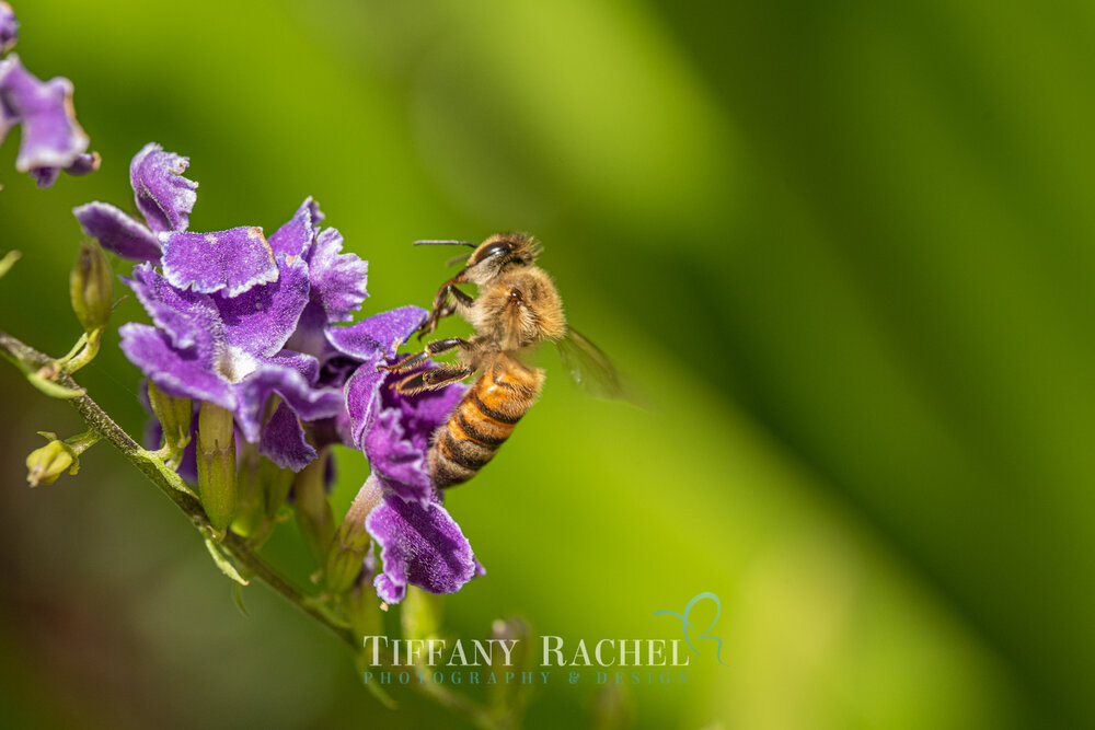 Flying Honey Bumble Bee on Purple Indigo Duranta flowers