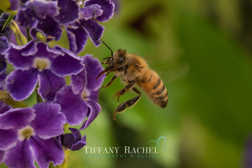 Flying Honey Bumble Bee on Purple Indigo Duranta flowers