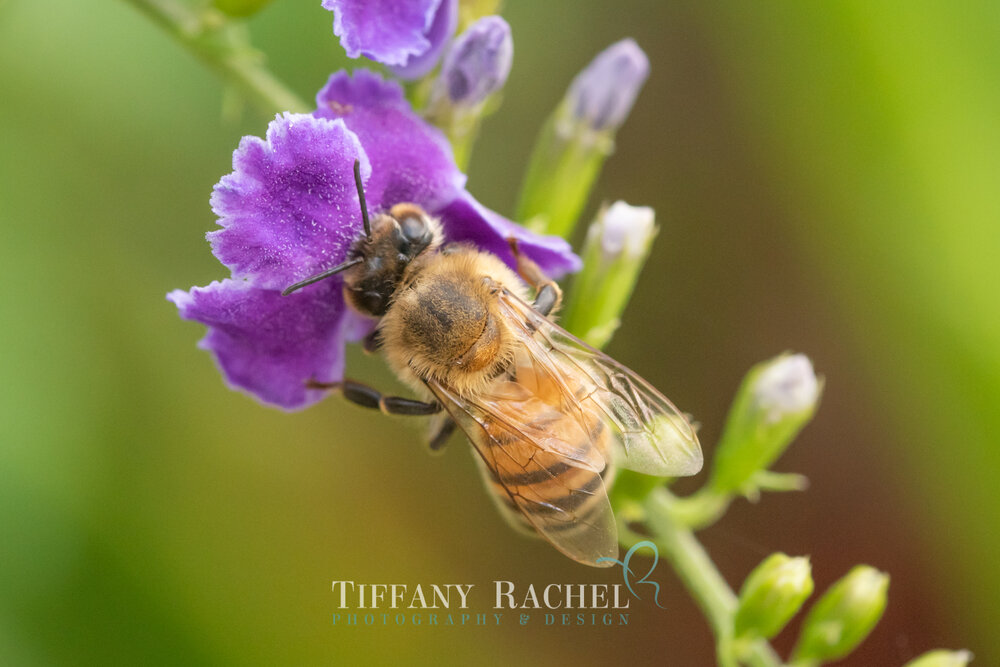 Honey Bumble Bee on Purple Indigo Duranta flowers