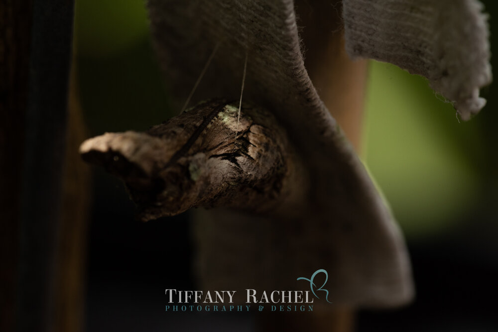 Giant Swallowtail Chrysalis hanging on by a single bundled silk thread.