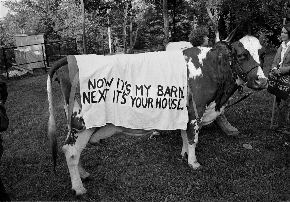 Even the Cows Marched