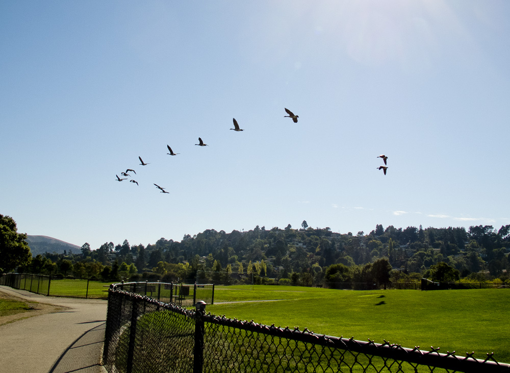 The Birds