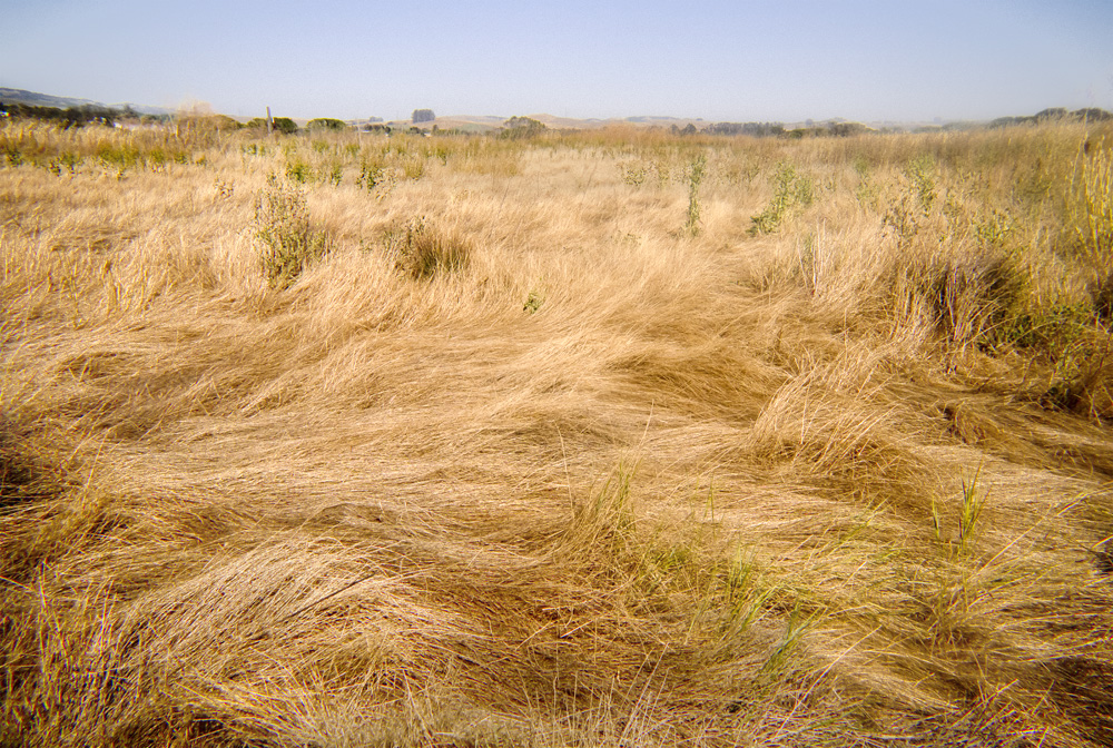 July Grass
