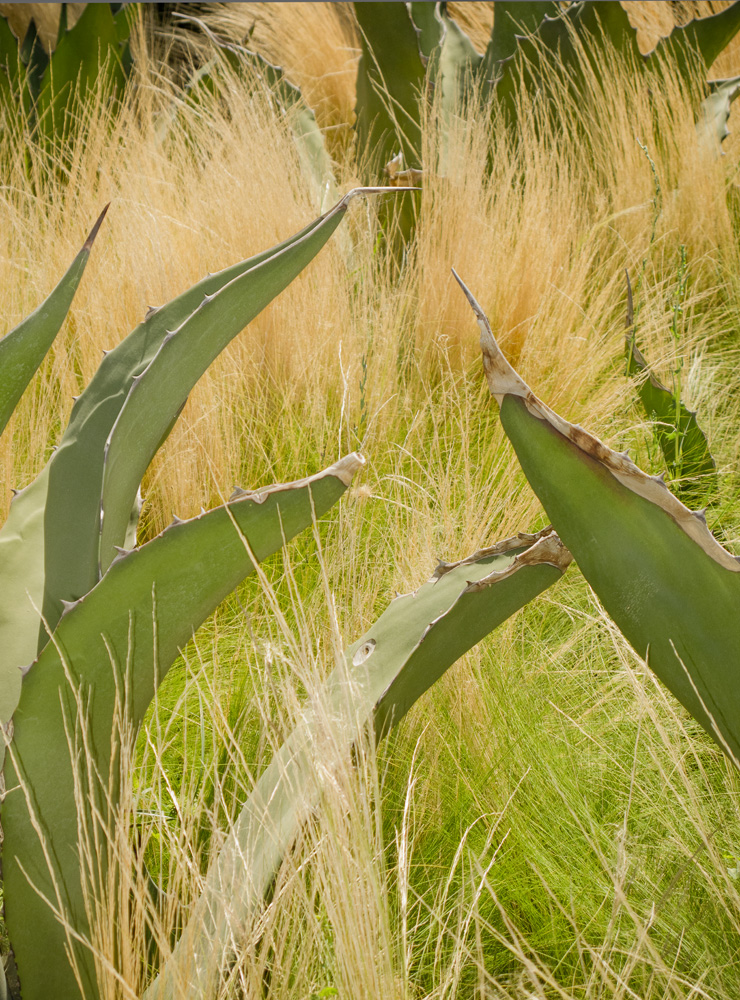 Grass and Cactus