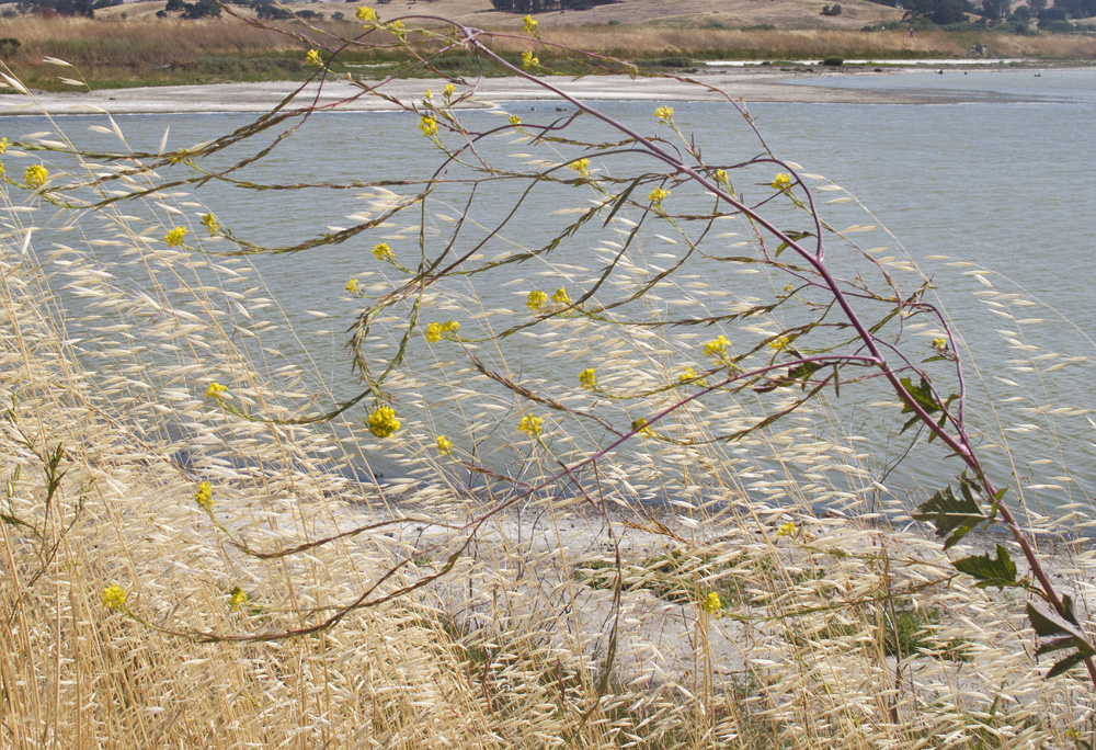 Wind-Swept Grasses