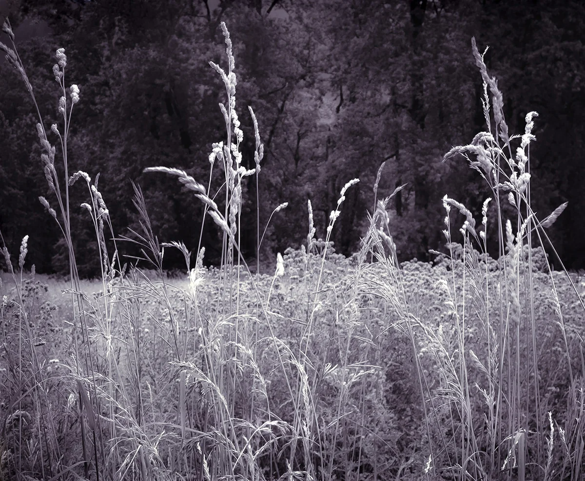 Lassen Grasses