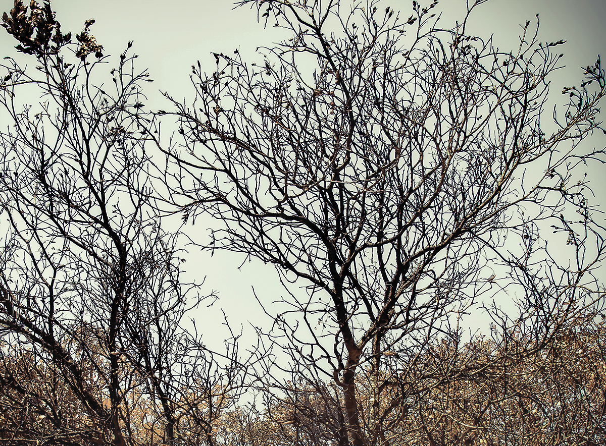 TreeTops-9706.jpg
