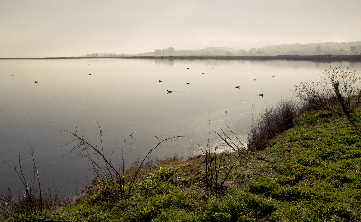 Shollenberger Bird Reserve