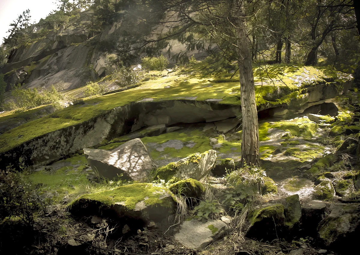 Mosses on Rocks