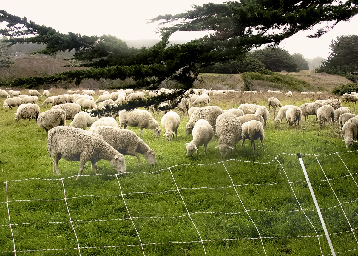 Nature's Lawnmowers